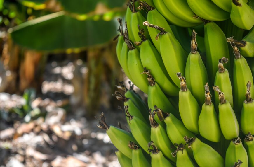 Forage bananas tick most boxes