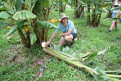 Forage bananas tick most boxes