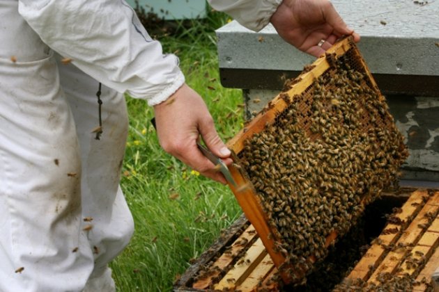 Handbook for honey bee health