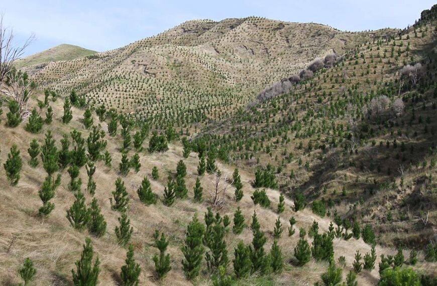 More than 4000ha sold to foreigners for forestry