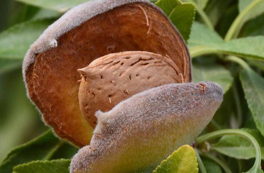 Almonds a new high-value nut to crack