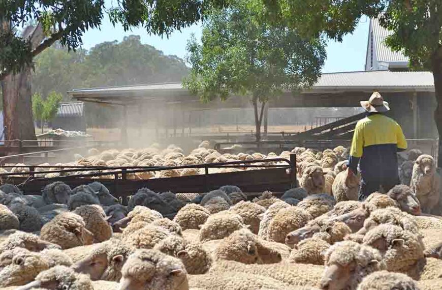 Beef, sheepmeat output rises in Australia