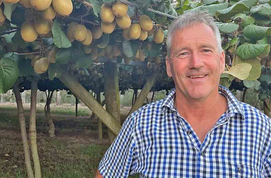 Sean Carnachan stands in front of kiwifruit vines in fruit.