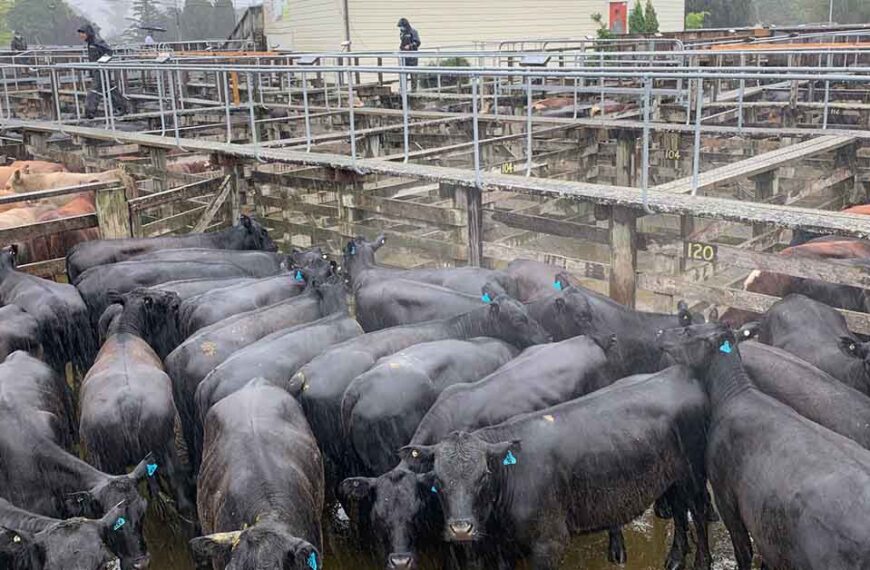 A mob of black cattle stand in a pen at the sale yards.