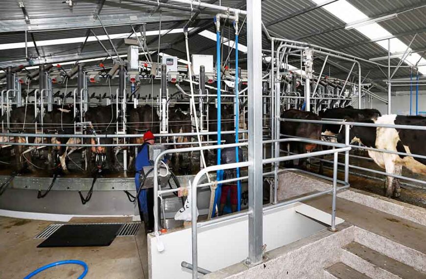 Cows are milked in a rotary dairy shed.