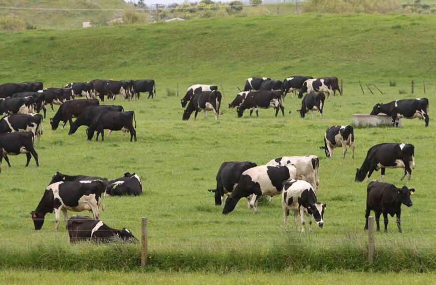Friesian dairy cows graze in a paddock.