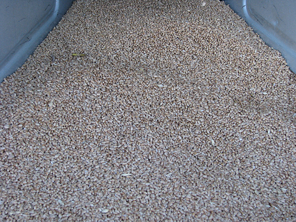 Industry weighs impact of tough milling wheat harvest