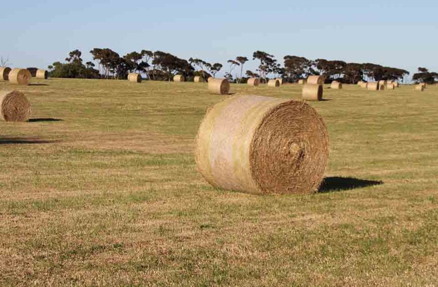 Rolled bales of hay sit in a paddock.