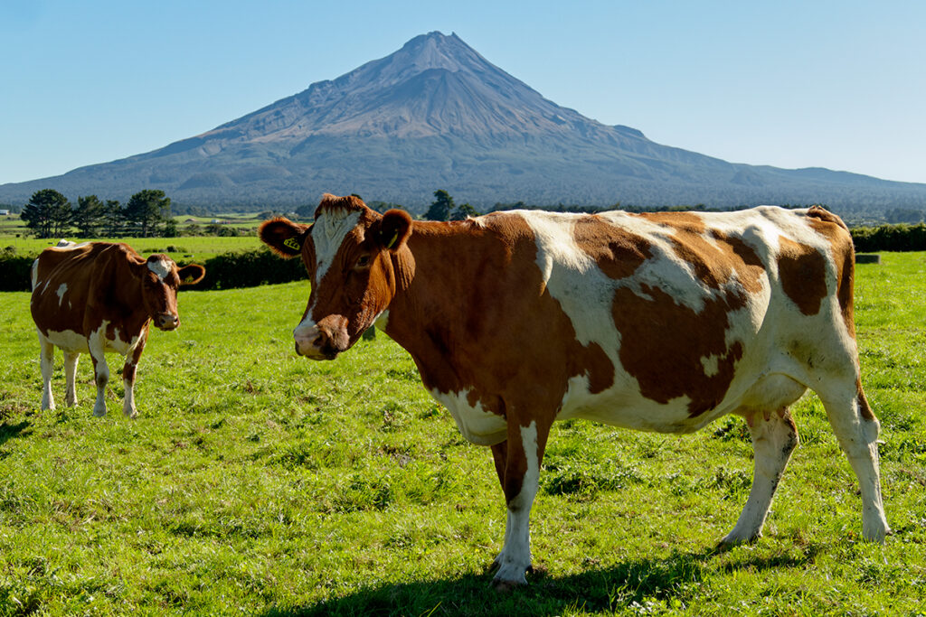 Dairy cows with Mount Taranaki in the background