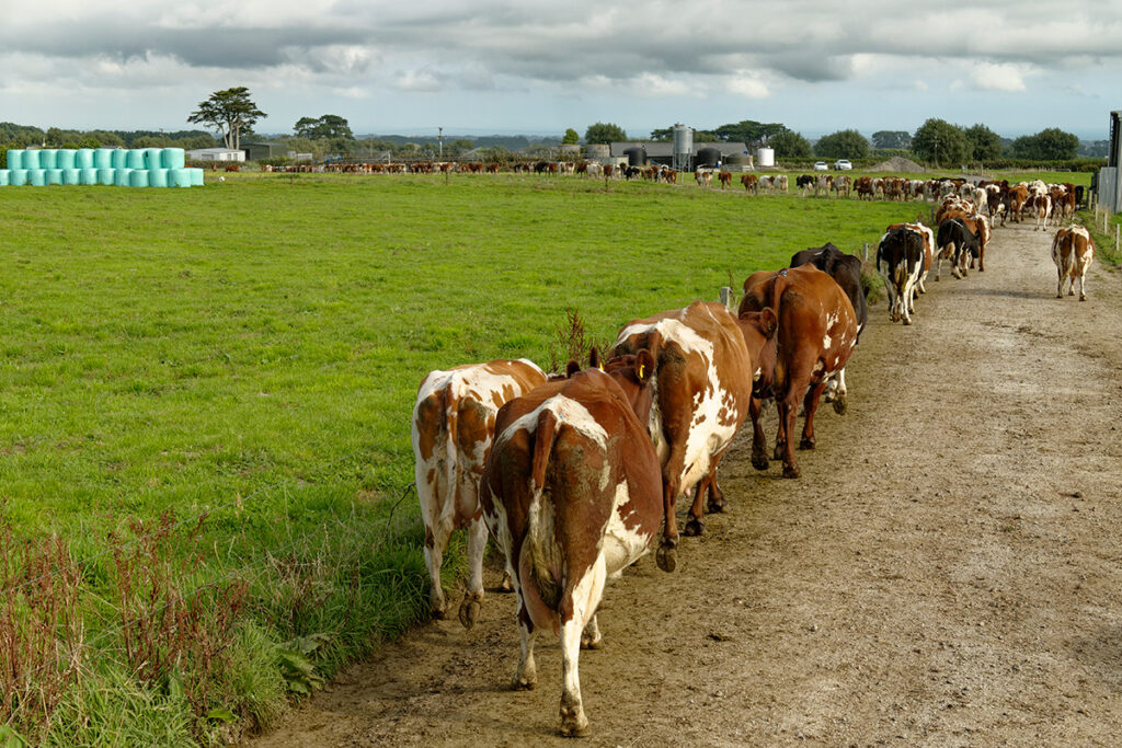 Ayrshire cows heading to the milking shed.