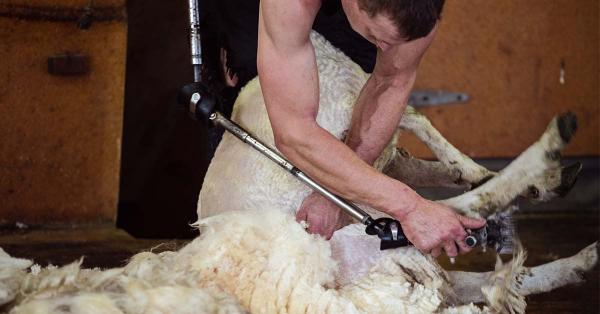How does NZ’s rates compare to other shearing nations?