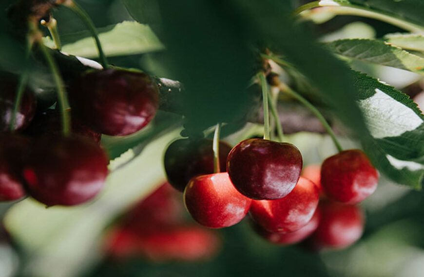 Funding for cherry health study