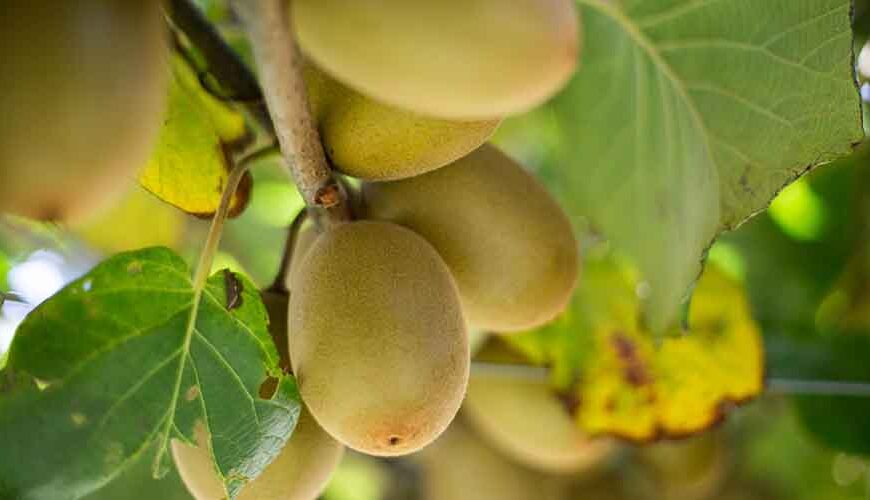 Kiwifruit tender value sets new record