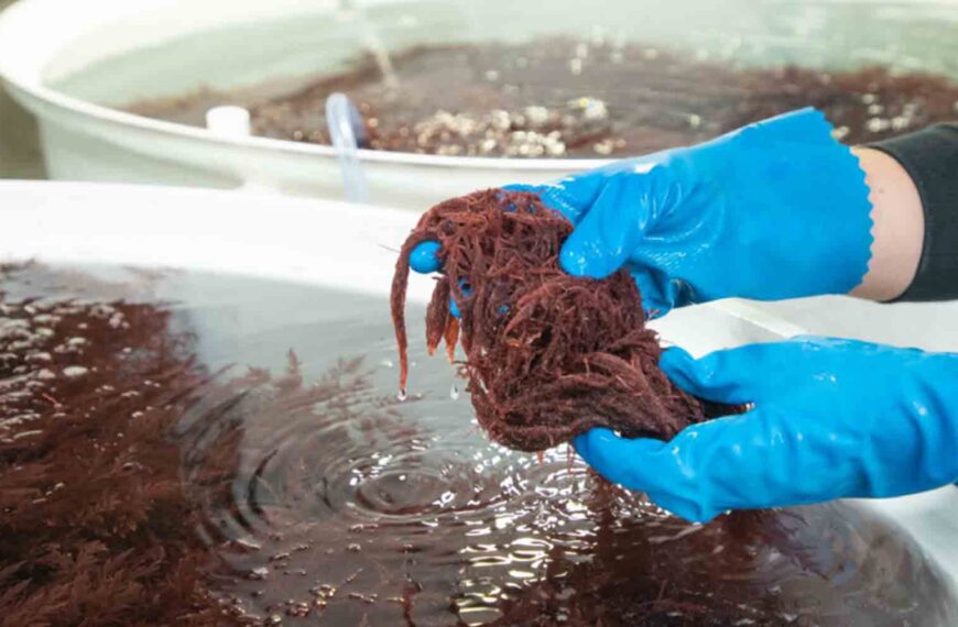 Gloved hands hold red seaweed above a vat.