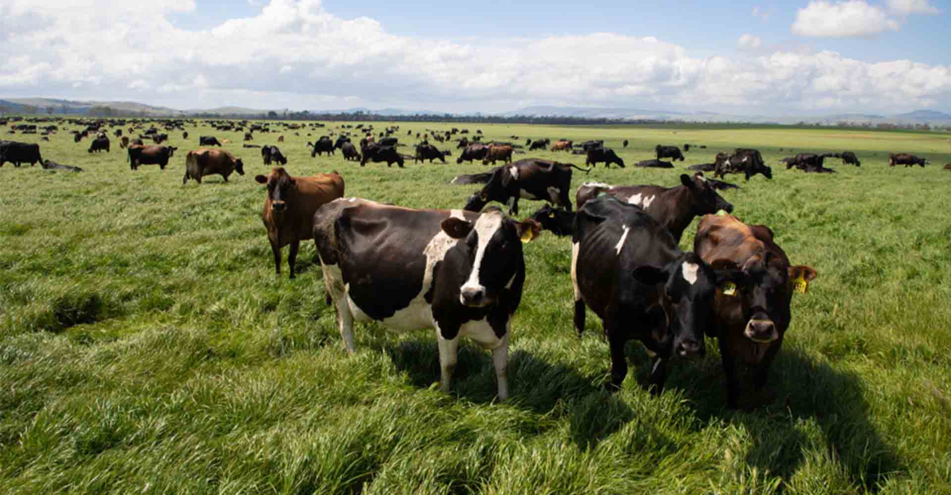 Methane-busting seaweed firm quits NZ