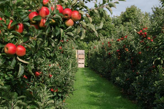 01-apple-orchard