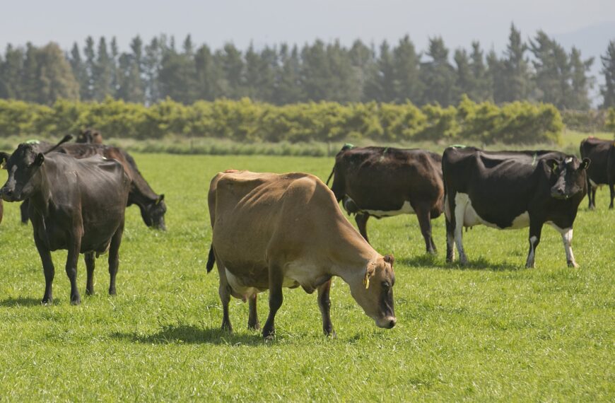 01-dairy-cows-grazing