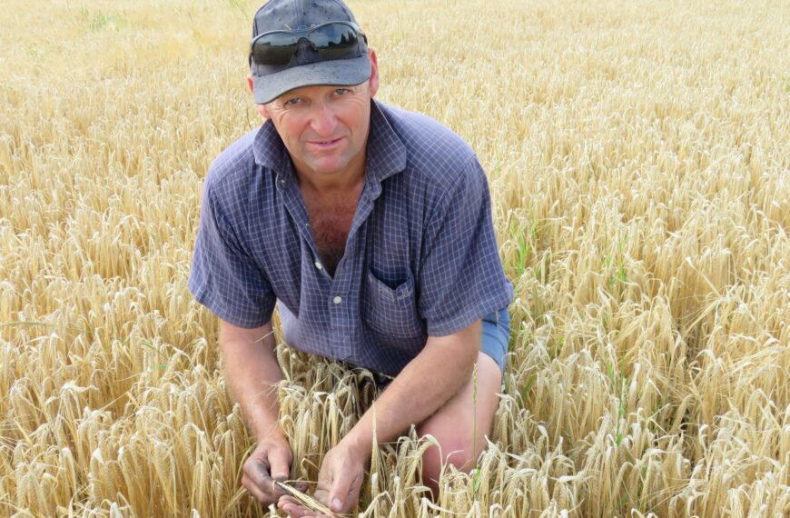 Man crouching in a field of golden wheat.