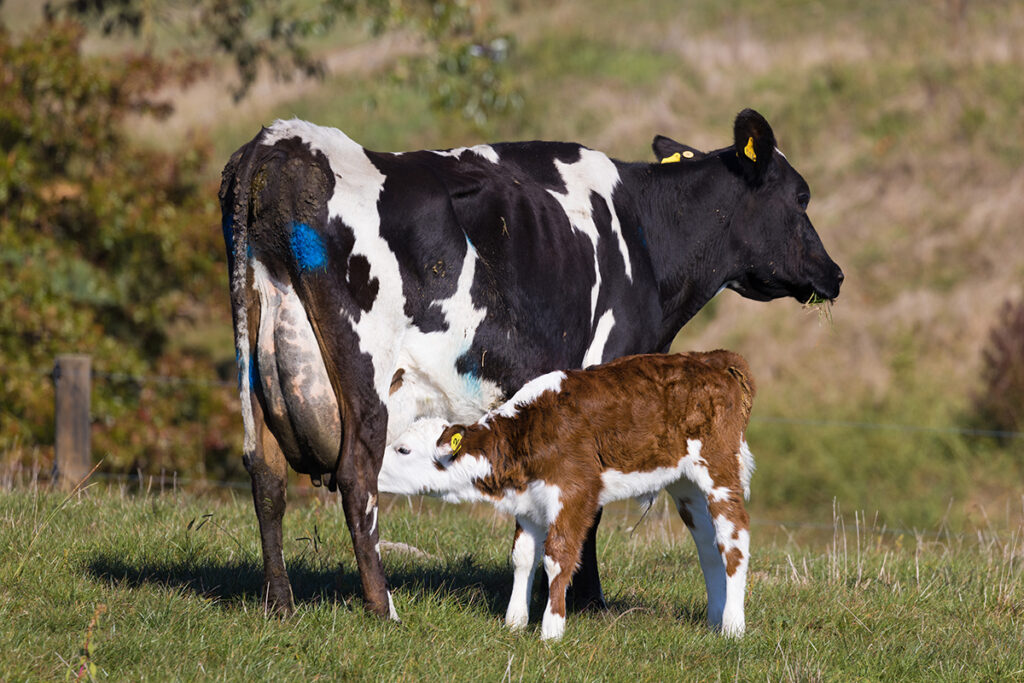 Dairy cow with calf in paddock