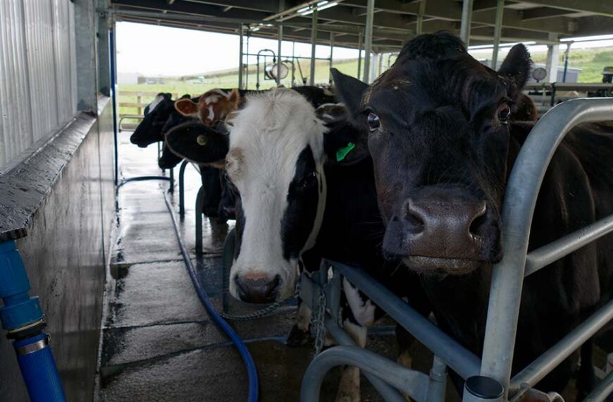 cows-milking