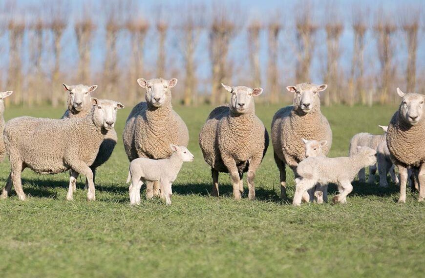 ewes-and-lambs