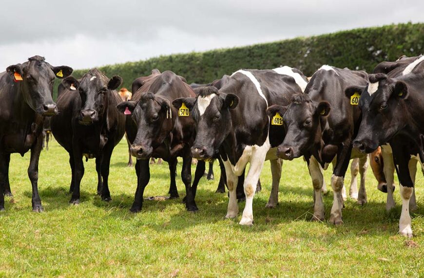 Generic-cows-in-paddock