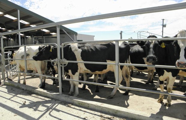 glenn-taylor-cows-in-yard-for-milking