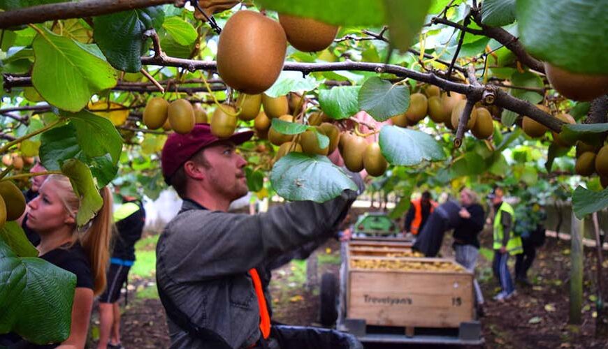 Labour costs put squeeze on kiwifruit