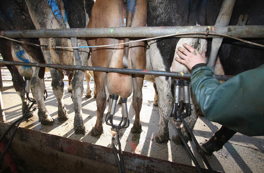 Dairy season limps to a good conclusion