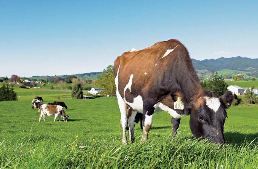 nz-dairy-cow-grazing