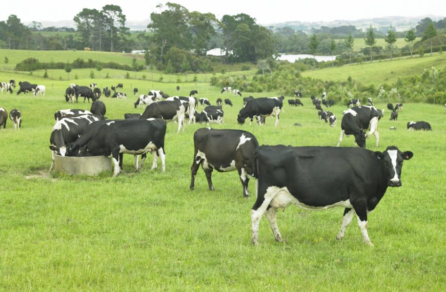 new-zealand-dairy-herd