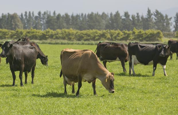 resizedimage620400-01-dairy-cows-grazing