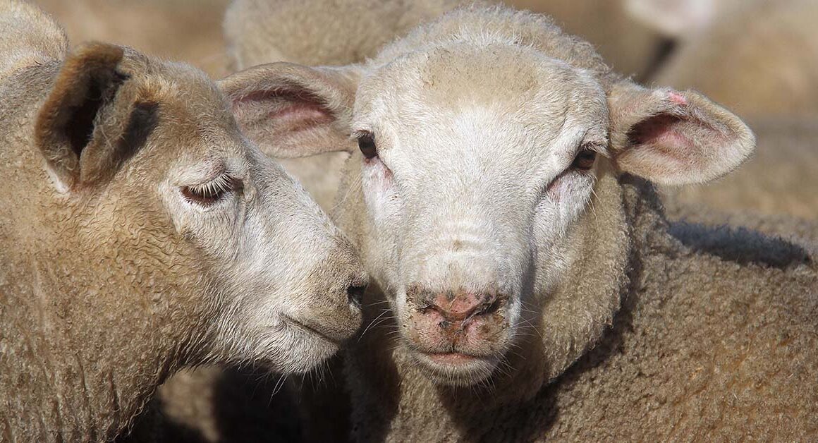 store-lambs