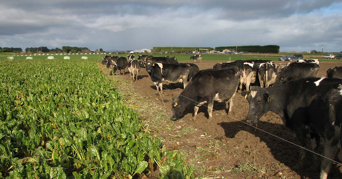 Winter grazing: no South Island animal welfare iss