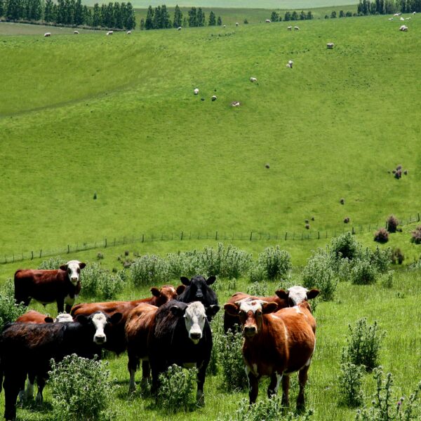 beef-cattle-long-backdrop