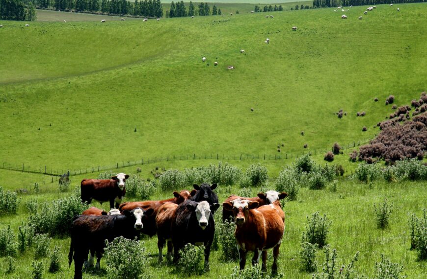 beef-cattle-long-backdrop
