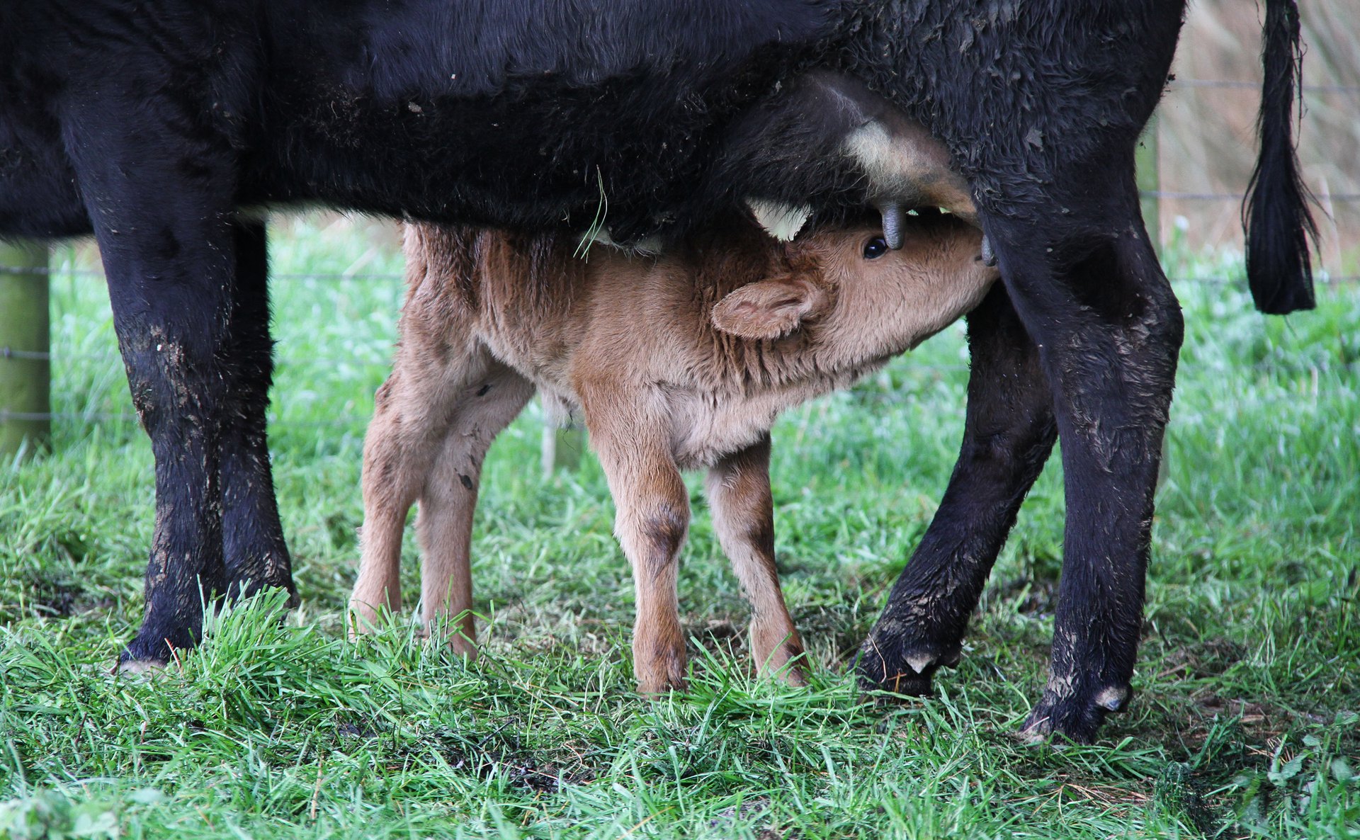 NZ dairy herds set new six-week in-calf record