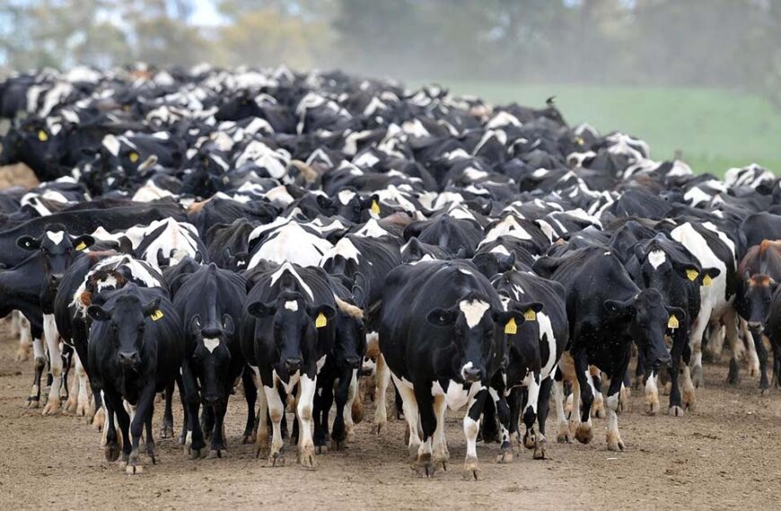 Dairy cows-walking-down-race