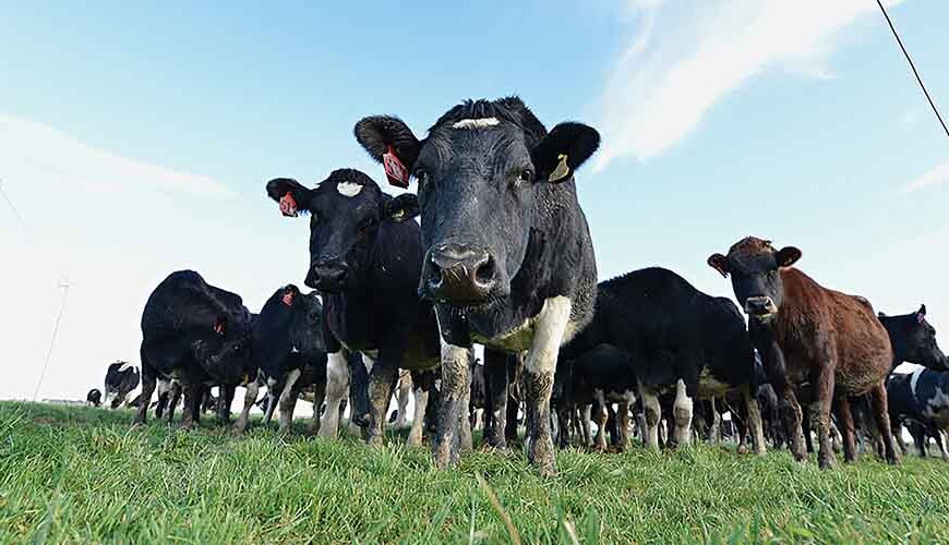 dairy-cows-generic-flat