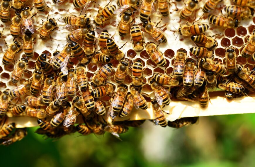 honey-bees-bees-hive-bee-hive-53444