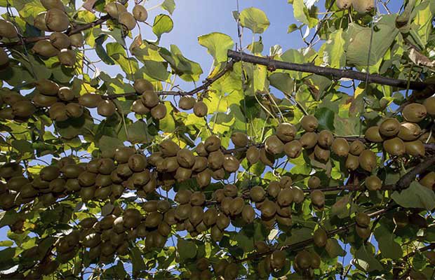 kiwifruit-canopy