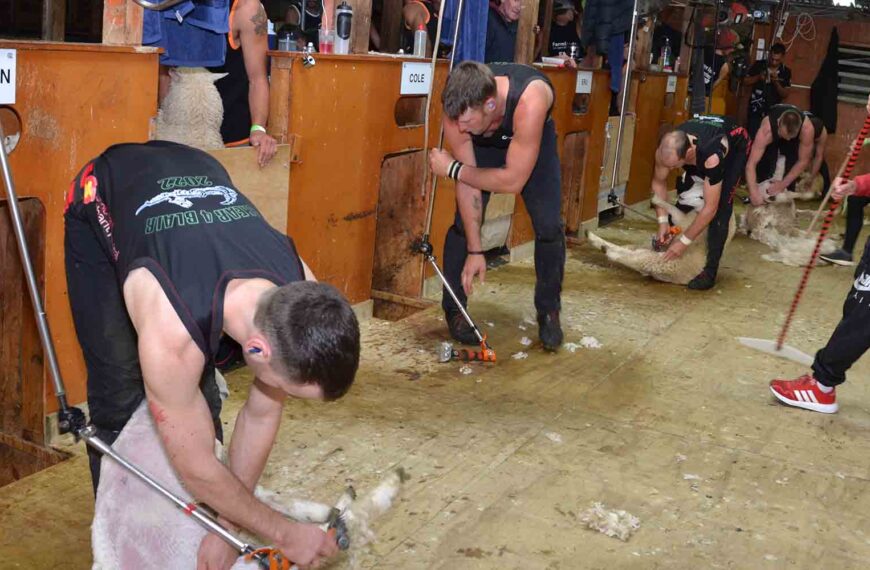 Pay boost for shearers
