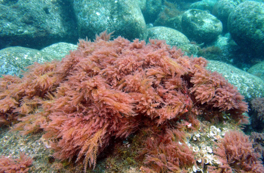 Seaweed option for methane closer than rules can see