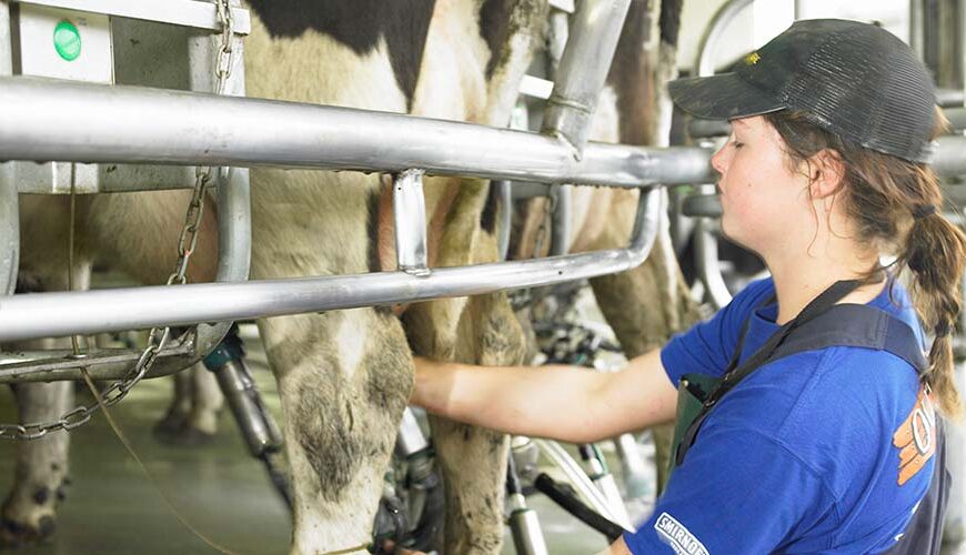 Dairy farm assistant milking cows