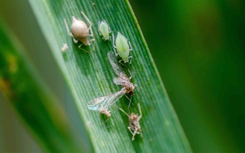 Help for growers in aphid battle