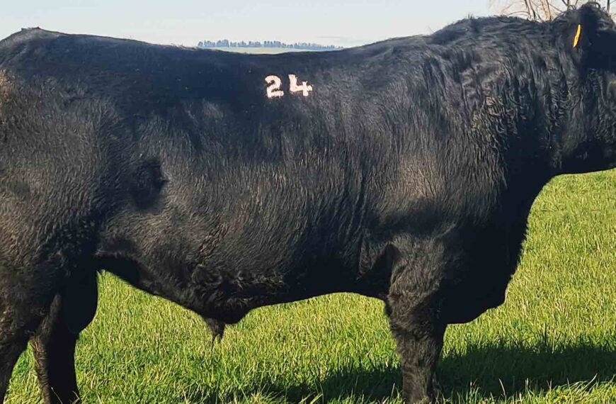 Bull sales end with real momentum