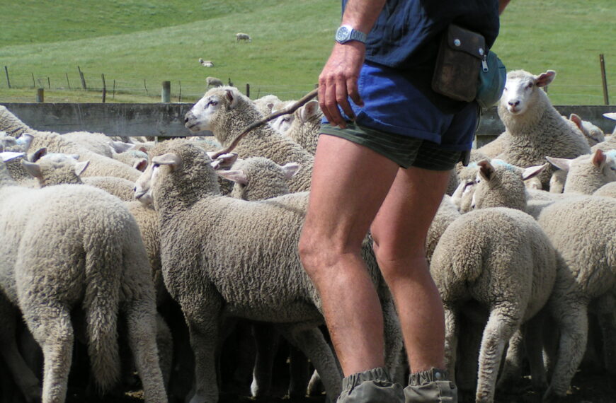 Lamb hopes pinned on holiday calendar 