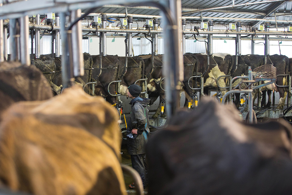 Record milksolids production caps booming dairy season