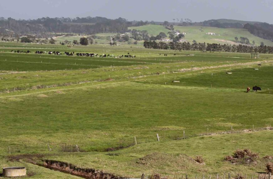 A view of farmland in the Kaipara district.