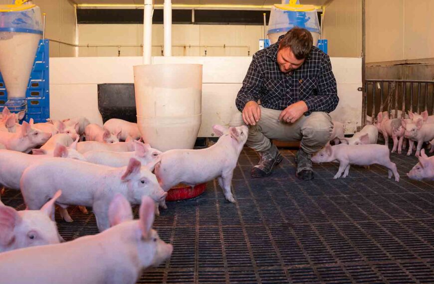 A farmer crouches down in a room housing piglets.